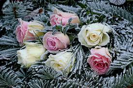 Silk funeral flowers and memorial tributes artificial flowers. Flower Roses Fir Trees Free Photo On Pixabay