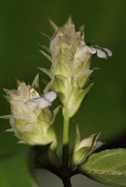 Image result for Rungia grandis