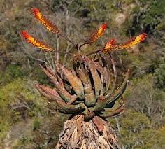 Image result for Aloe mossurilensis