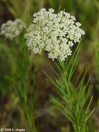 Whorled Milkweed Asclepias Verticillata Very Toxic This Is What Killed The 19 Mustangs Horse And Man