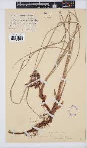 Image result for Kyllingiella microcephala