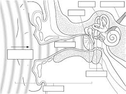 Anatomy Ear Diagram To Label Ear Anatomy Ear Diagram Ear Parts
