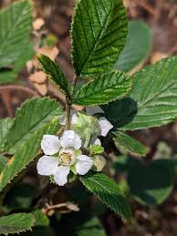 Image result for Rubus ellipticus