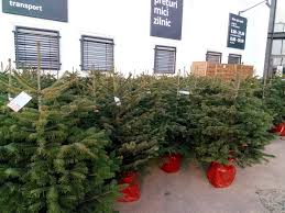 Romanii au inceput sa prefere. Foto Moda Acestui An La IaÈ™i BrÄƒduÈ›ii In Ghiveci Deja Se GÄƒsesc De CumpÄƒrat