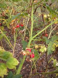 Image result for Solanum sisymbriifolium