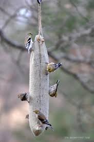 Homemade Bird Feeders For Small Birds Only The Garden Roof Coop Diy Burlap Thistle Sock Homemade Bird Feeders Bird Feeders Diy Birds