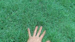 Menjadi salah satu jenis rumput hias terfavorit. 5 Cara Menanam Rumput Jepang Agar Tumbuh Dengan Baik Ilmubudidaya Com