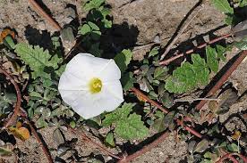 Image result for Ipomoea venosa