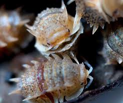 Image result for Pseudeminia