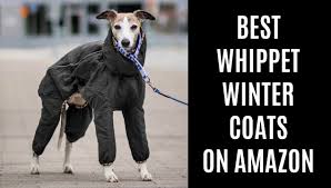 Best Whippet Coats For Winter On Amazon Spoiled Hounds