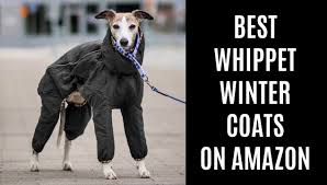 best whippet coats for winter on amazon spoiled hounds