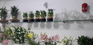Send scrumptious cakes to bangalore. Tulip Flower In Bangalore