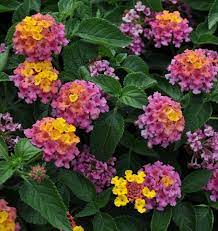Bandana Rose Lantana Lantana Annual Flowers Ornamental Plants