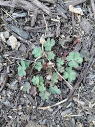 Image result for Oxalis corniculata