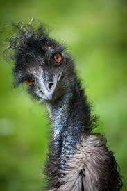 Bird With Funny Hair On Head Bird With Cray Feather Hair Stylish Emu By Justin Lo Zvirata Obrazky Ptackove