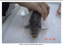 Pdf Case Report And Treatment Of Hole In The Head In Oscar Astronotus Ocellatus Semantic Scholar