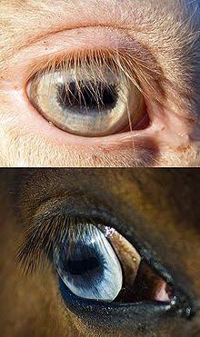 Mga resulta ng larawan para sa Cream white eyes pigmented blue eye of a perlino top versus"