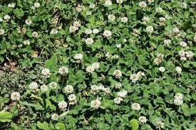 We did not find results for: White Dutch Clover Seed Hancockseed Com
