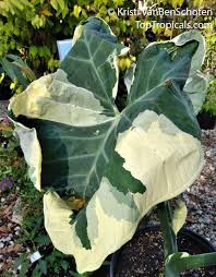 Image result for Ozoroa marginata