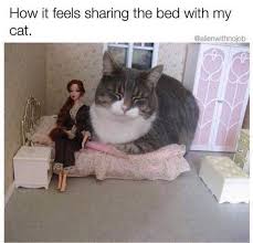 3 Amy Yuka Vogenthaler Sato Funny Animal Memes Funny Animal Pictures Cute Funny Animals