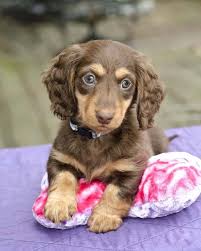 Maybe you would like to learn more about one of these? Fun Images Of Cute Puppies