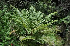 Image result for Blechnum tabulare