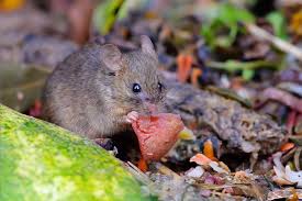 Die spitzmaus ist kein schädling, so lange sie nicht ins haus gelangt. Wie Werde Ich Mause Los Mauseabwehr In Haus Garten Herold At