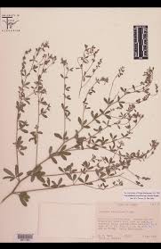 Image result for Zornia pratensis