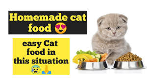 Homemade Cat Food Persian Cat Food Recipe How To Make Cheap Homemade Cat Food At Home Youtube