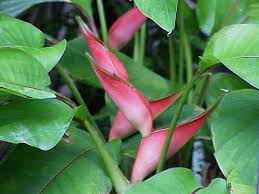 Dwarf heliconia sassy live rhizome tropical plant. Heliconia Stricta Wikipedia