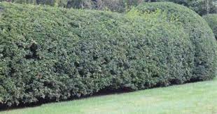 Tea Olive Hedge Osmanthus Fragrans Blooms Late Summer Osmanthus Fragrans Hedges Hedging Plants