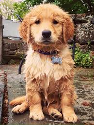 Golden Retriever Noble Loyal Companions Golden Retriever Yavru Kopek Sevimli Kopek Yavrulari