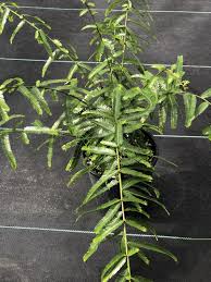 Image result for Phyllanthus boehmii