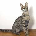 What is an F1 Savannah Cat? (2020) The Ultimate Guide ...