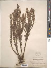 Image result for Sopubia ramosa