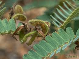 Image result for Aeschynomene elaphroxylon