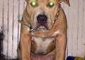 Browse search results for blue nose pitbull pups pets and animals for sale in pittsburgh, pa. Purple Ribbon Blue Nose Pitbull Puppies For Sale Pittsburgh Pa