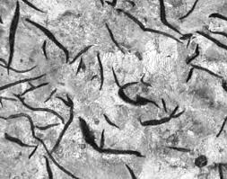 Image result for bulat steel micrograph