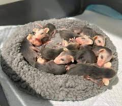 Wildlife sanctuary team members spotted an endangered mama… and then  realized her pouch was full of tiny “jellybeans” 🥹 Honestly, best surprise  they could've hoped for. Can you guess which animals these