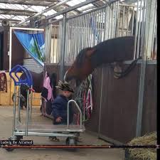 Check spelling or type a new query. Ludwig Bloodborne Know Your Meme