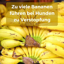 5 gründe, warum das powerfood in einer gesunden ernährung nicht fehlen darf. Durfen Hunde Bananen Essen Wie Viel Fur Tiere Gesund Ist