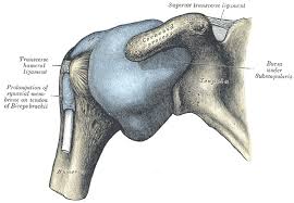 Kaddress correspondence to robert f. Coracoid Process Wikidoc