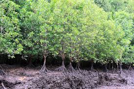 Image result for Ceriops