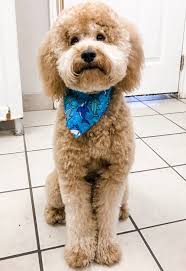 There are a number of ways to advertise your cute bundles of fur Goldendoodle Teddy Bear Haircut Grooming Tips Matthews Legacy Farm