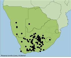 Image result for Rosenia