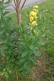 Image result for Crotalaria quarrei