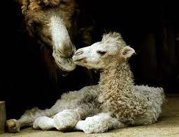 What's a pregnant camel called? Baby Animals From Around The World