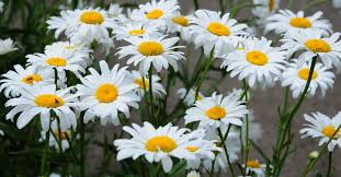 There are several places where one can apply for business credit cards online. 14 Tips To Make Caring For Shasta Daisies A Breeze