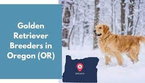 How much do golden retriever puppies cost? 24 Golden Retriever Breeders In Oregon Or Golden Retriever Puppies For Sale Animalfate