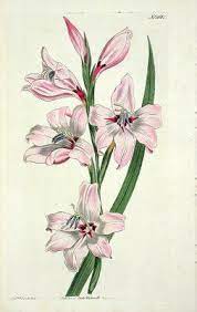 Free Botanical Clipart Antique Botanical Print Botanical Prints Botanical Illustration